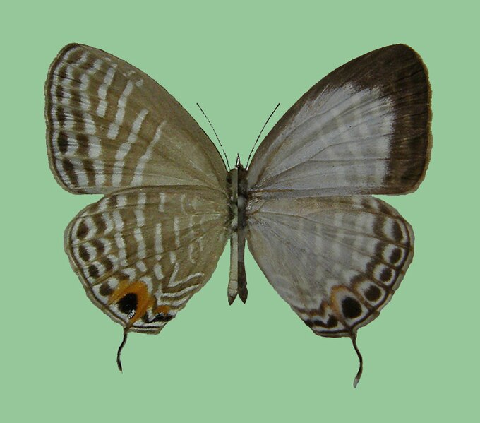 File:J. callistus mioae, female.JPG