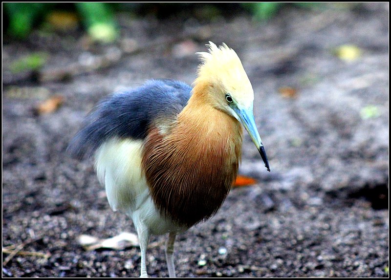 File:JAVAN POND HERON (7422986358).jpg