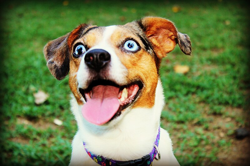 File:Jack Russell and Australian Shepherd Mix.jpg