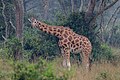 * Nomination: Northern giraffe (Giraffa camelopardalis), Lake Mburo National Park, Uganda --Poco a poco 15:42, 22 May 2024 (UTC) * * Review needed