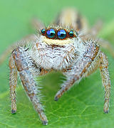 Jumping spider - Marpissa radiata.jpg