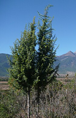 Juniperus formosana, Yulongxueshan.jpg
