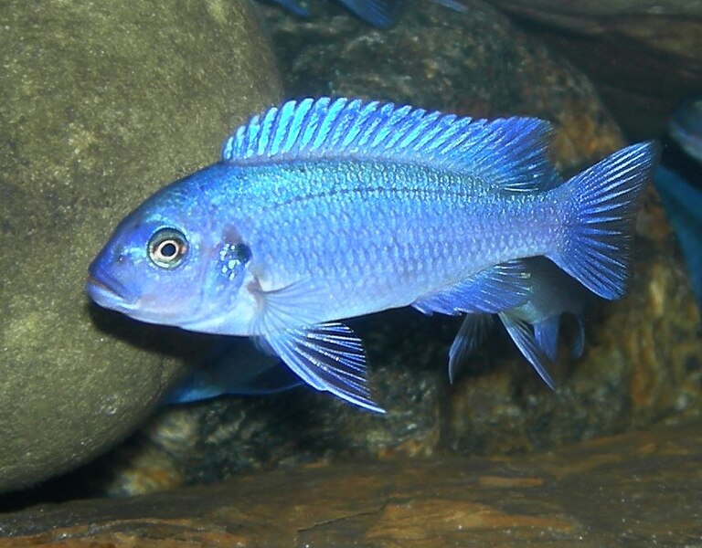 File:Juvenile Pseudotropheus zebra "cobalt".jpg