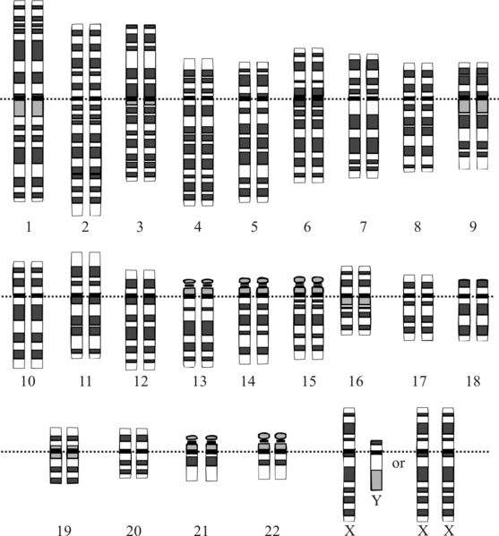 Karyotype.png