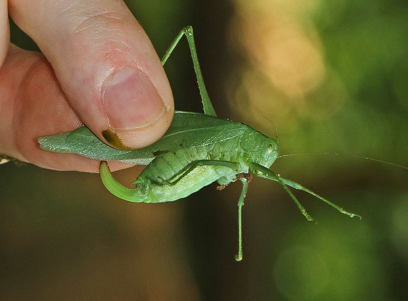 File:Katydid species - Bles Park, Ashburn, Virginia.jpg