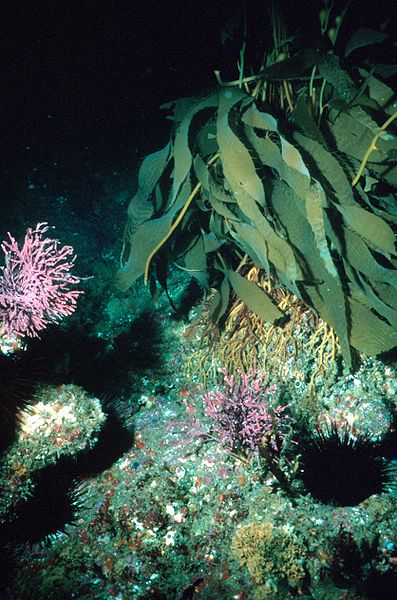 File:Kelp 300.jpg