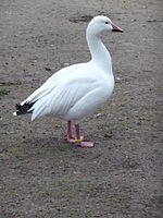 Little Snow Goose.JPG