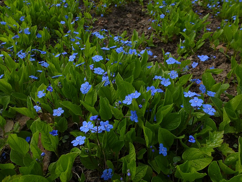 File:Korina 2013-04-25 Omphalodes verna.jpg