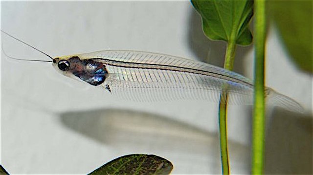 Kryptopterus vitreolus (glass catfish) have transparent bodies lacking both scales and pigments. Most of the internal organs are located near the head