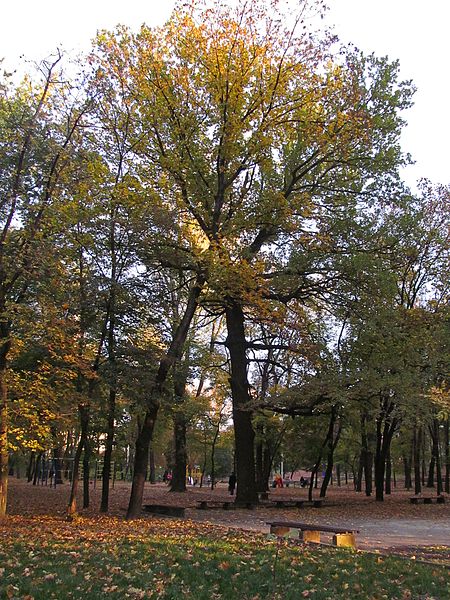 File:Kvitka-Osnovyanenko Park Kharkiv Old Oak.jpg