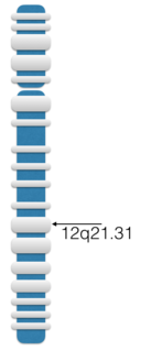 Leucine-rich repeats and iq motif containing 1 Protein-coding gene in the species Homo sapiens