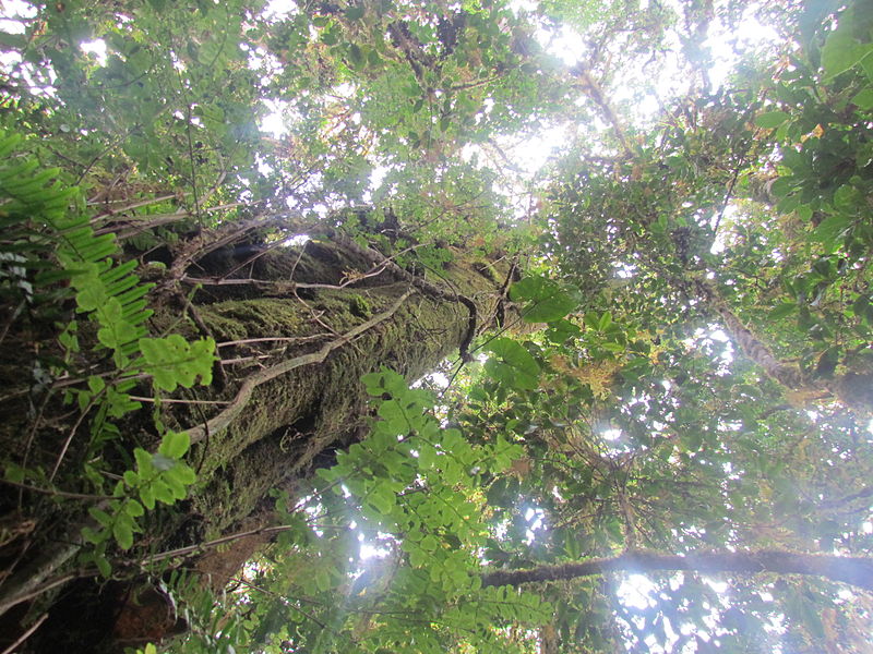 File:La Amistad Panama Biosphere Reserve - Parque Nacional Volcan Baru (a core zone) 17.JPG