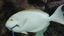 File: Labroides dimidiatus tisztító Acanthurus mata - Gijoni akvárium - 2015-07-02.webm