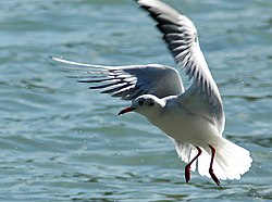 Hettumáfur (Larus ridibundus)