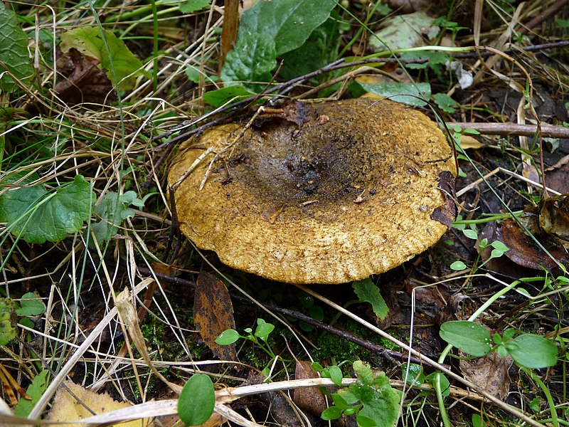 File:Lactarius turpis 2010 G1.jpg