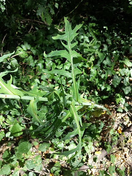 File:Lactuca quercina sl6.jpg