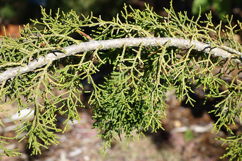 File:Lagarostrobos franklinii - San Francisco Botanical Garden - DSC09843.JPG