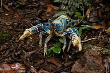 Lamington Blue Crayfish.jpg