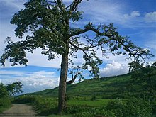 A tree amid Manipur hills.