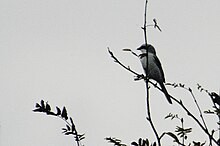 Perching sites are important features of great grey shrike habitat Lanius.excubitor.-.lindsey.jpg