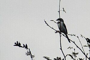 Great Grey Shrike