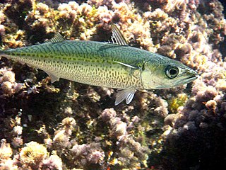 Atlantic chub mackerel Species of fish