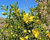 Larrea tridentata з родини Zygophyllaceae