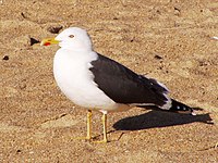 Adult nordsjösilltrut (L. f. intermedius), i februari, Portugal.