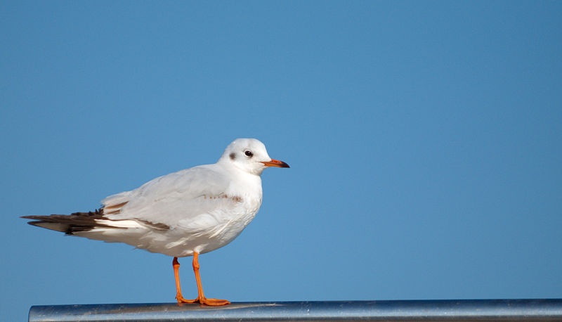 File:Larus ridibundus 3.jpg