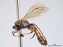 Lasioglossum mataroa m.jpg 