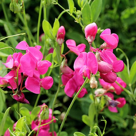 Чина 6. Чина (Lathyrus). Чина клубненосная Lathyrus tuberosus. Душистый горошек чина многолетник. Чина льнолистная.