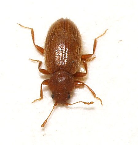 Latridiidae