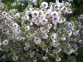 <i>Malva subovata</i> Species of plant in the genus Malva