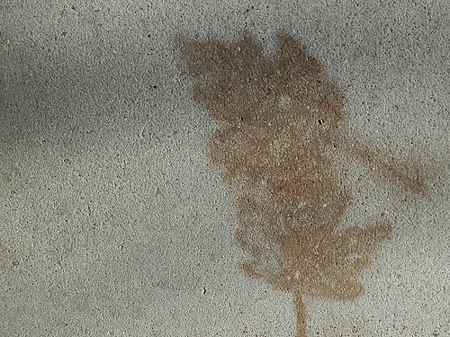 Leaf Print on Sidewalk