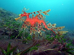 Leafy Sea Dragon-Phycodurus eques (23694746864).jpg