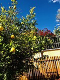 Thumbnail for File:Lemon tree in Hochland Park.jpg