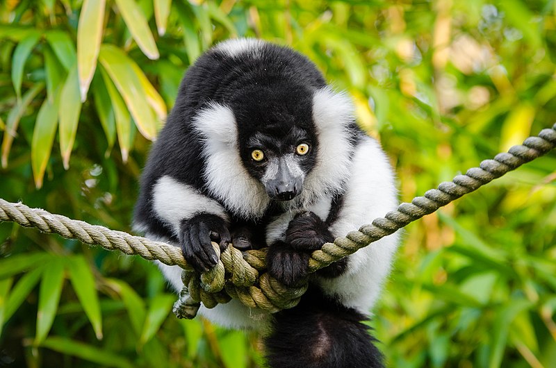 File:Lemur (30988999912).jpg