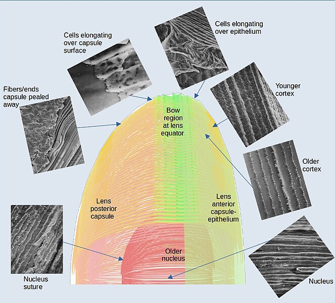 File:Lens3Dmap-SEM4.jpg