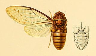 <i>Leptopsaltria</i> Genus of cicadas