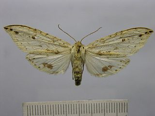 <i>Leucanopsis apicepunctata</i> Species of moth