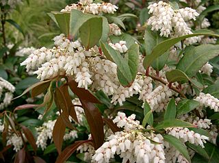 <i>Leucothoe axillaris</i> Species of shrub