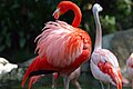 http://upload.wikimedia.org/wikipedia/commons/thumb/b/b2/Lightmatter_flamingo.jpg/120px-Lightmatter_flamingo.jpg
