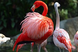 Zogenaamd Brandewijn slecht Flamingo's - Wikipedia