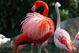 Фламинго — Птицы