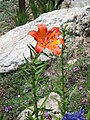 Lilium bulbiferum var. bulbiferum