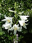 Lilium candidum 'Madonna lily' (Liliaceae) flowers.JPG