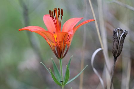 Lilium philadelphicum 5473586.jpg