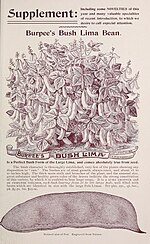 Thumbnail for File:Lima beans in an illustrated catalogue of seeds (1894) (17802859704).jpg