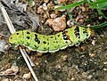 Middle instar caterpillar.