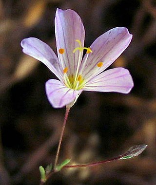 <i>Leptosiphon liniflorus</i> Species of flowering plant